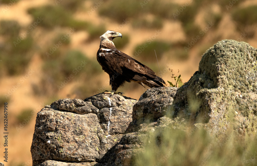 Fototapeta premium aguila imperial en la sierra se alimenta de conejo