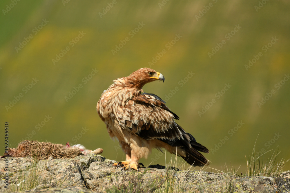 Fototapeta premium Joven aguila imperial en el campo con una presa