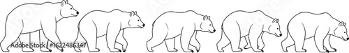 Bear walking sequence, wildlife gait analysis, animal locomotion study, nature illustration, educational vector art, silhouette movement, forest creature animation design