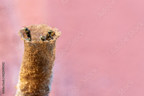 Stingless bee (Melipona beecheii) building a nest on a pink wall in Costa Rica