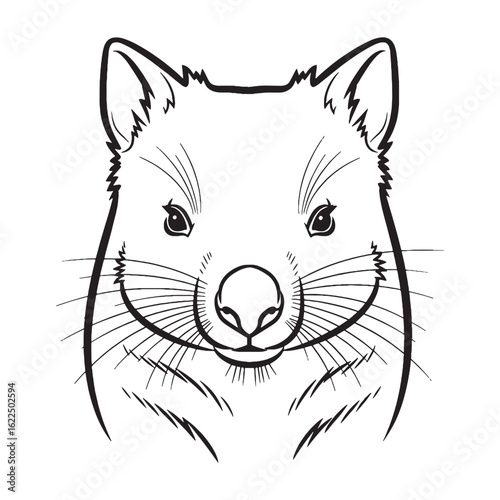 Sleek Numbat Line Art – Numbat Vector Illustration Clean Drawing with Fine Wildlife Proportions – Numbat Drawing – Line Art Drawing of Numbat – Numbat Icon

