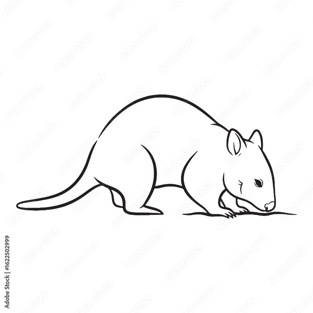 Obraz premium Elegant Numbat Line Art – Numbat Vector Illustration Artistic Drawing with Unique Long Snout – Numbat Drawing – Line Art Drawing of Numbat – Numbat Icon