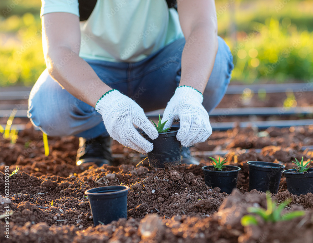 Fototapeta premium planting a Agave seedling