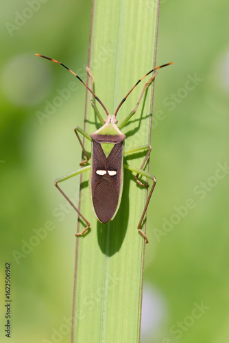 A green bug photographed in the jungle of Vietnam
