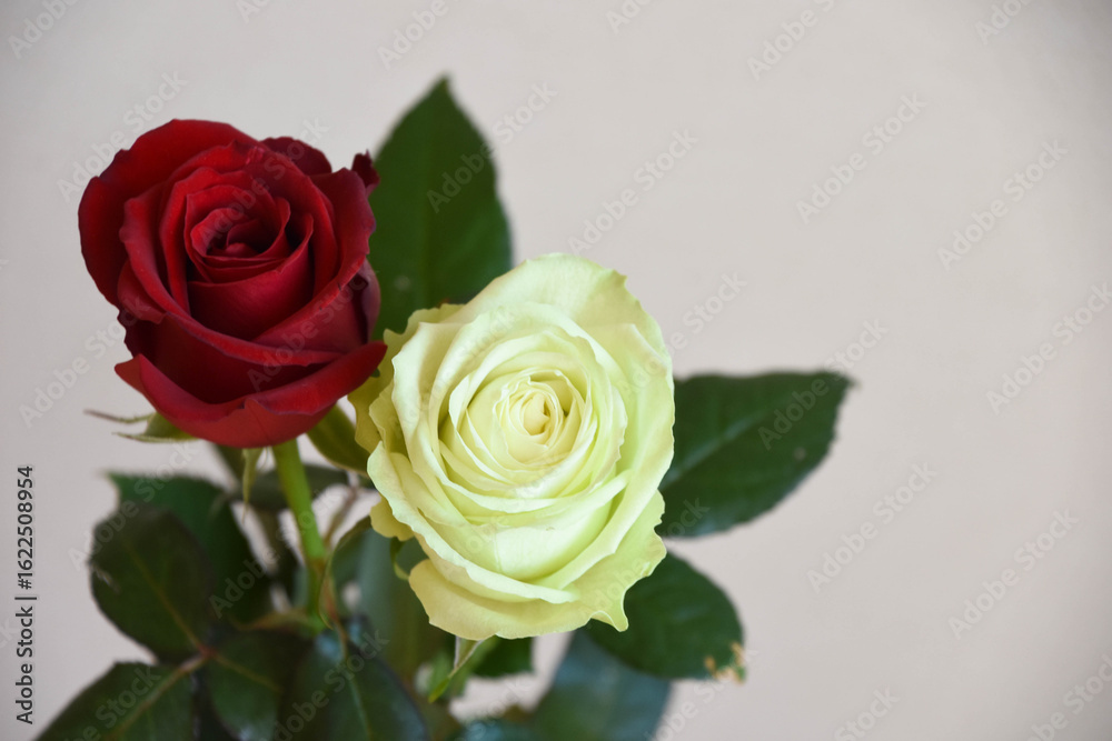 Fototapeta premium 赤と緑のばら