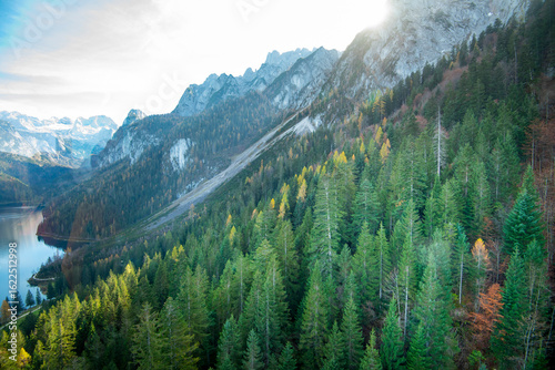 Pine Trees in the Dachstein Mountains - Austria