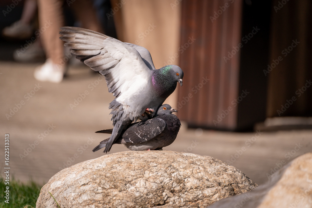 Obraz premium Pigeons Mating on Rock in Urban Setting