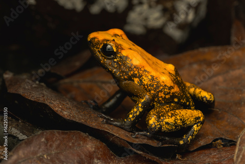 Golden Poison Frog on Leaf Litter in the Rainforest
