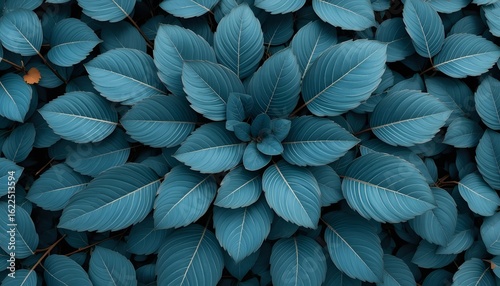 Close up overhead view of dark teal green leaves with dew drops
