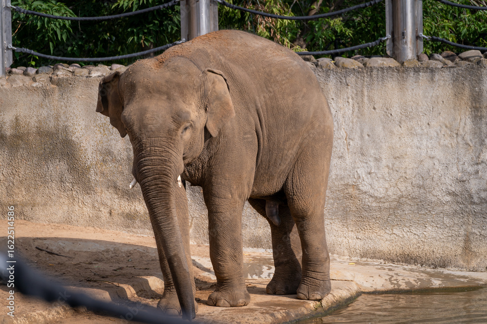 Fototapeta premium Elephant Strolling by Water in Enclosure