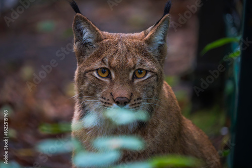 Close-Up Portrait of a European Lynx