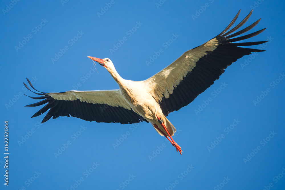 Naklejka premium European White Stork Flying Overhead Against a Clear Blue Sky