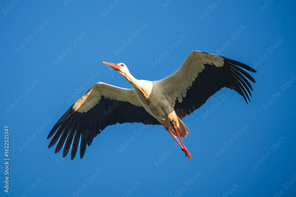Fototapeta premium European White Stork Flying Overhead Against a Clear Blue Sky