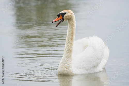 Adult Swan on a Lake with Its Beak Open in Mid-Call