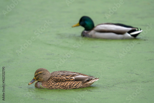 Female and Male Mallard Ducks on a Duckweed-Covered Lake