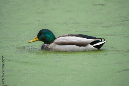 Male Mallard Duck Floating on a Duckweed-Covered Lake
