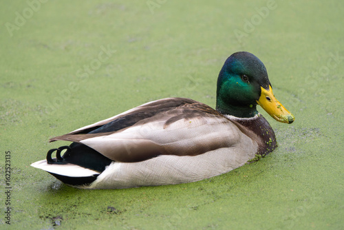 Male Mallard Duck Floating on a Duckweed-Covered Lake