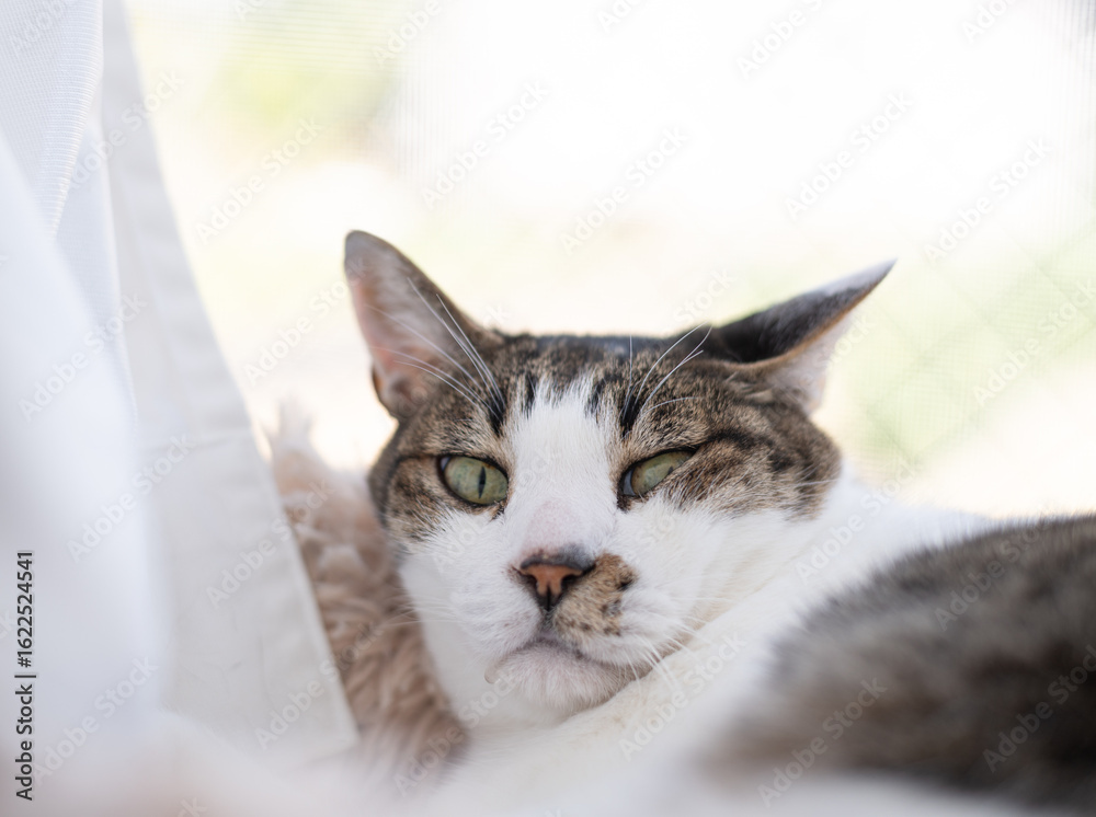 Naklejka premium 窓辺でくつろぐ可愛い猫 キジトラ白