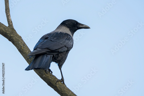Closeup Portrait of a Hooded Crow (Corvus cornix) Showing Feather and Beak Detail