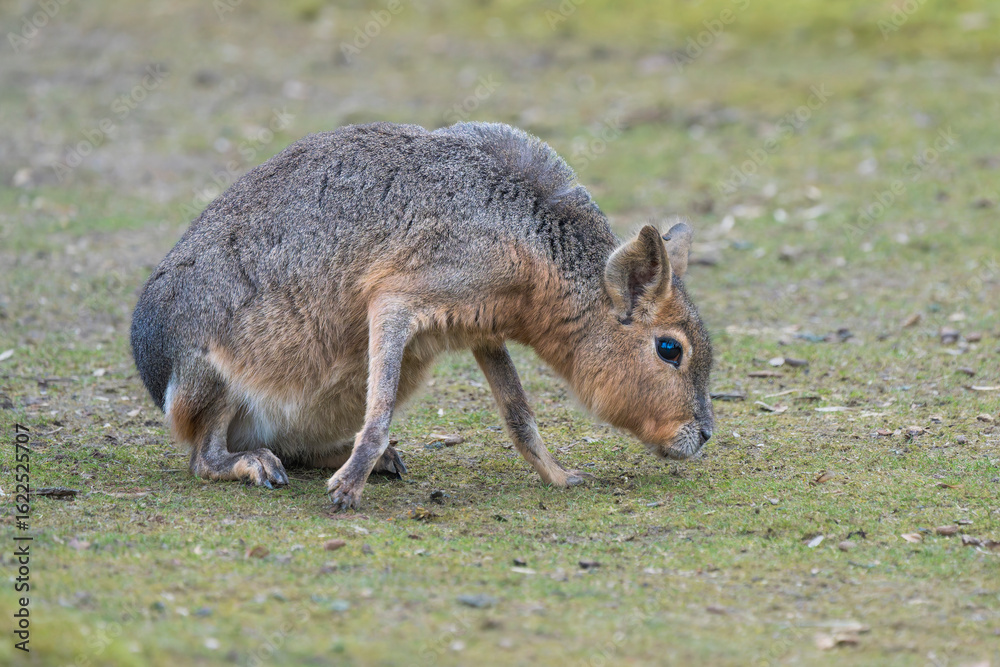 Obraz premium Mara Hare Standing on Very Short Grass in Natural Habitat