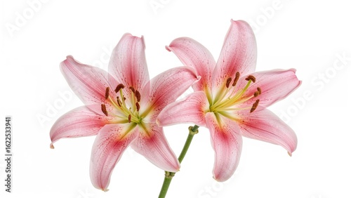 Double pink lily flowers shown on white