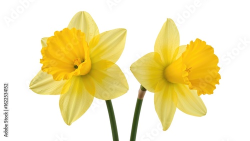 Wallpaper Mural Double daffodil flowers shown isolated on a white field Torontodigital.ca