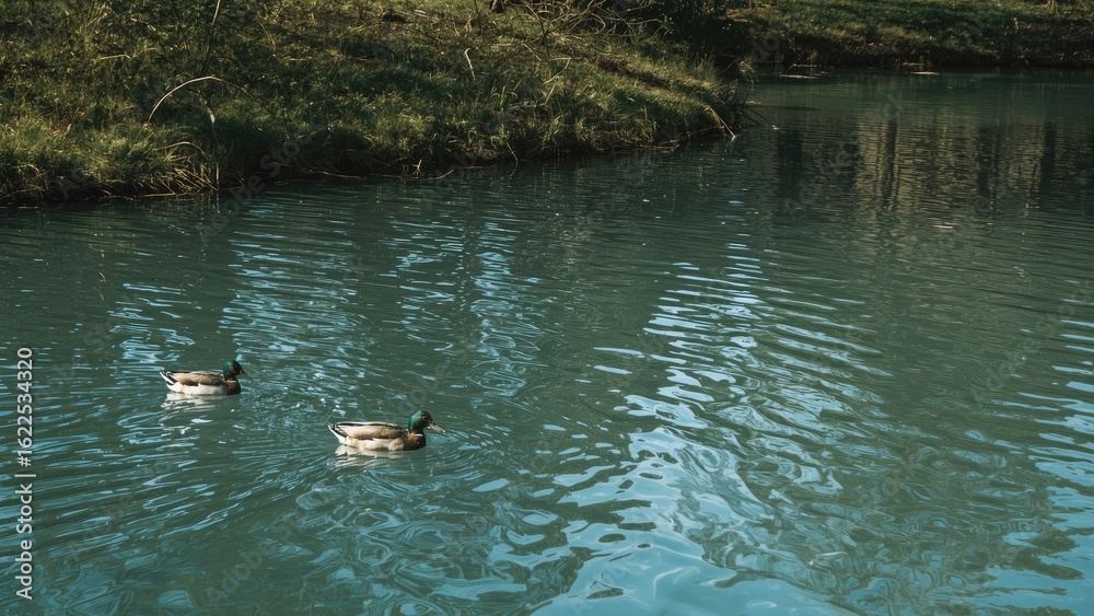 Obraz premium Two waterfowl floating serenely on a peaceful pond, showcasing clear water reflections.