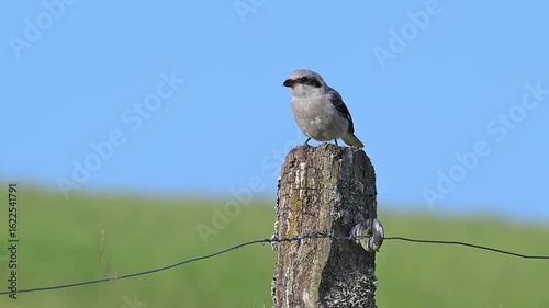 Great grey shrike (Lanius excubitor) juvenile landing on weathered wooden fence post along meadow in late spring / early summer