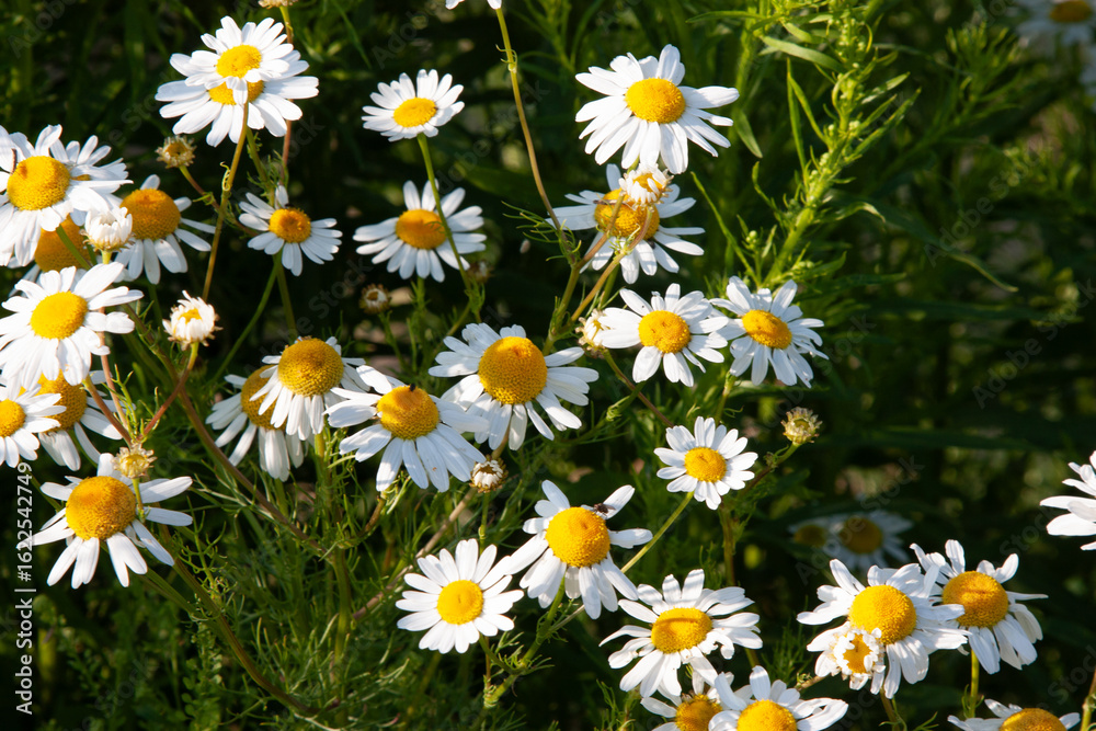 Fototapeta premium White flowers. Daisy. Field of camomiles at sunny day at nature. Chamomile flowers background in sun light. White summer flower for post, screensaver, wallpaper, postcard, banner, cover, website