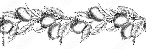Vector illustration of seamless Border with Lemons, branches, flowers and leaves. Outline engraving of Pattern with Limes created with black ink. Frame for packaging design, banners or food labels.
