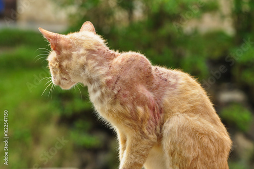 Quadro em tela Injured Cat Looking Away Calmly