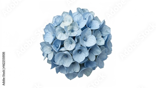 White background hydrangea flower clipart with clipping mask