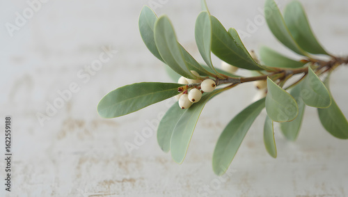 Elegant sprig of mistletoe with delicate white berries resting on a textured surface evoking a sense of festive cheer