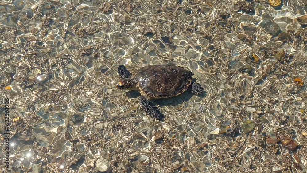 Obraz premium Turtle swimming in waters burdened by nutrient-rich pollution from widespread environmental contaminants.