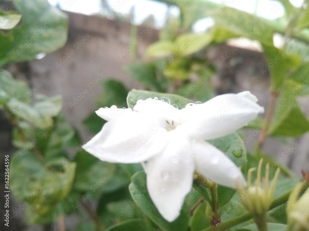 Obraz premium Beautiful jasmine bloom captured with shallow depth of field and water droplets. 
