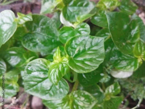Wallpaper Mural Herbal plant with glossy green leaves, widely used in traditional medicine and organic cooking. Torontodigital.ca