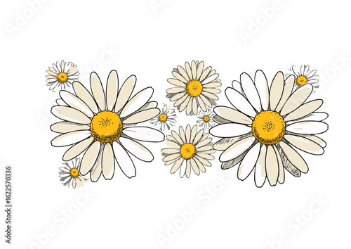 Delicate hand-drawn daisy and chamomile flowers in a sketch style. Botanical illustration of a floral arrangement on a white background.