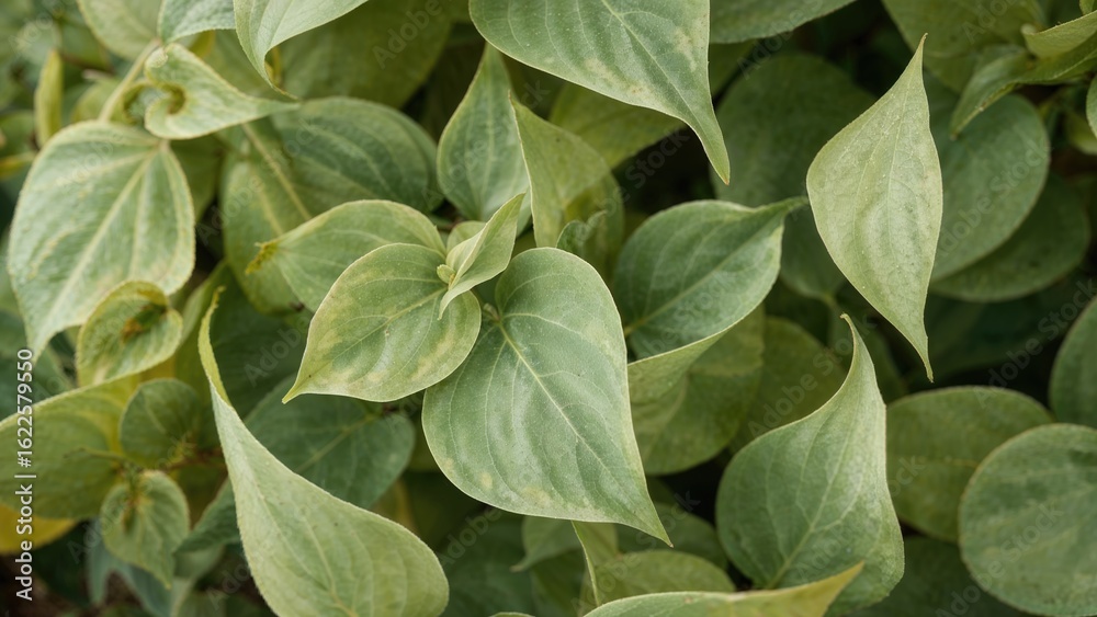 Obraz premium Smooth leaf textures, excellent for a backdrop.