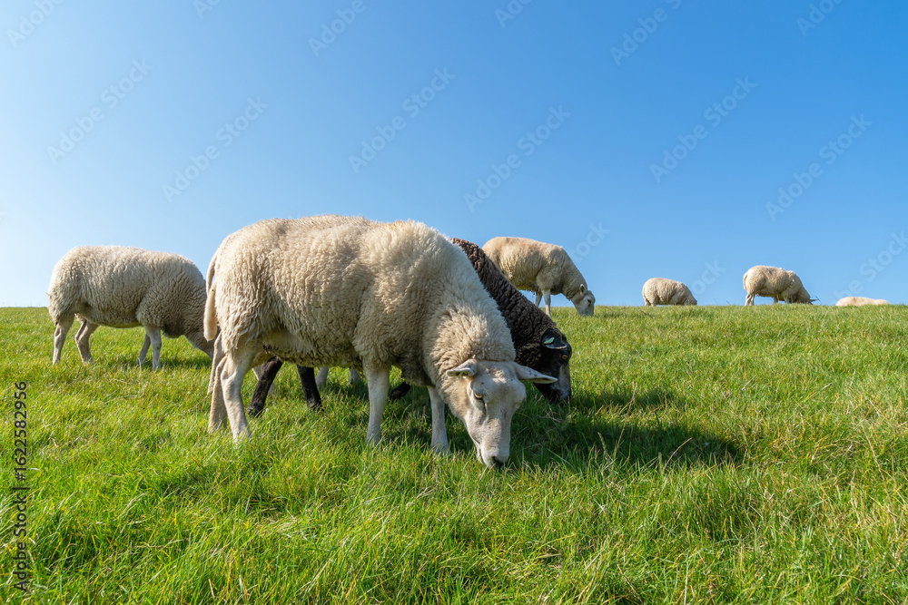 Obraz premium Under the blue sky, sheep keep the grass short on the dike of Terschelling