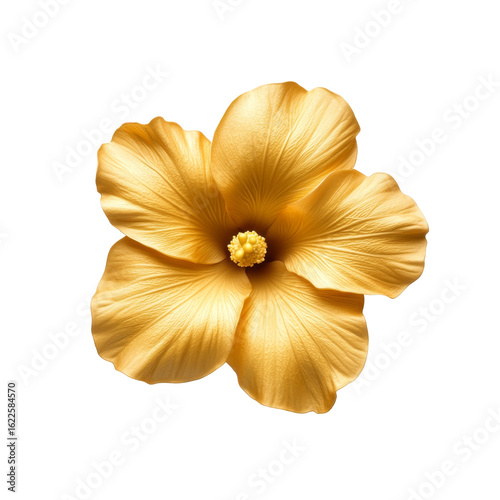 Golden yellow hibiscus flower isolated on black background