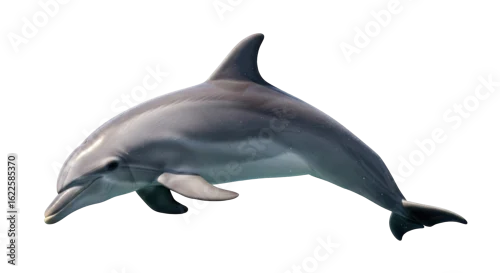Obraz Isolated Dolphin