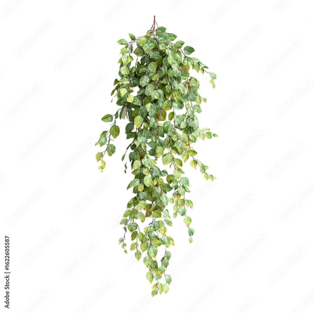 Fototapeta premium Elegant hanging plant with lush green leaves, perfect for adding a touch of nature to any space