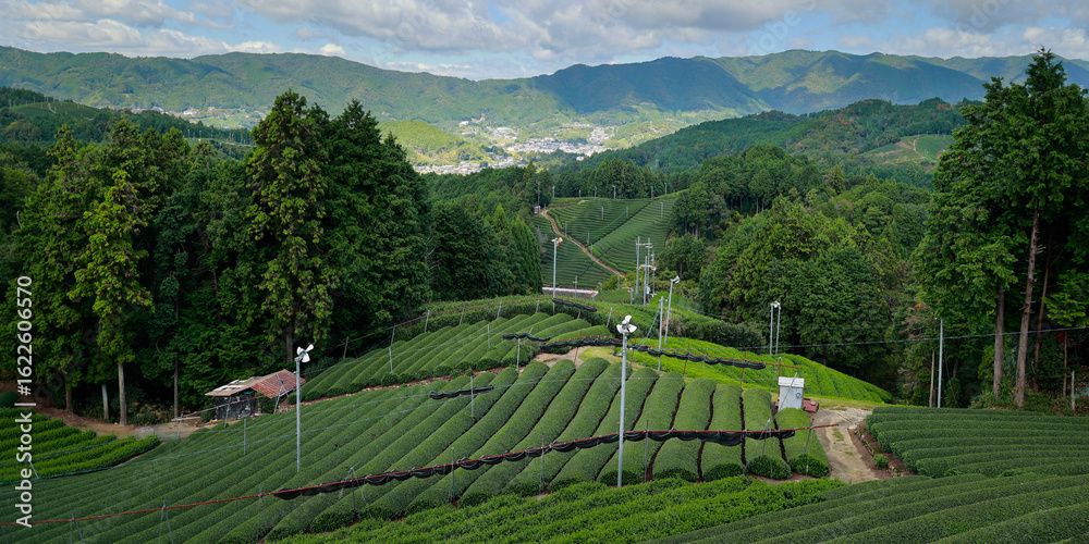 Fototapeta premium japanese tea plantation in the area of kyoto prefecture