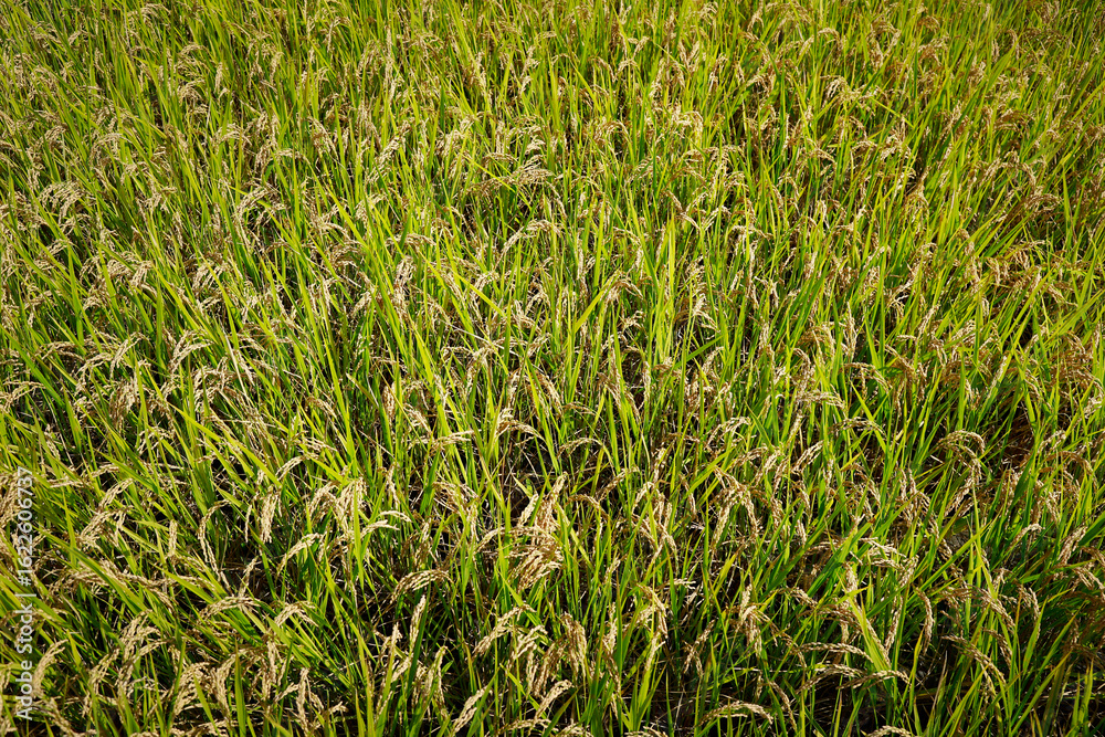 View of green rice field View of green rice field