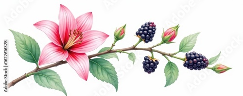 Delicate blackberry branch, watercolor lily, white backdrop, watercolor, creative