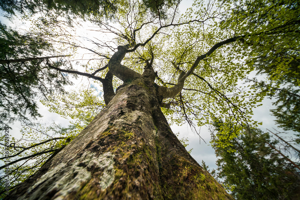 Naklejka premium Forest bottom up view to the top of the tree crown during Spring phase with green leaves 