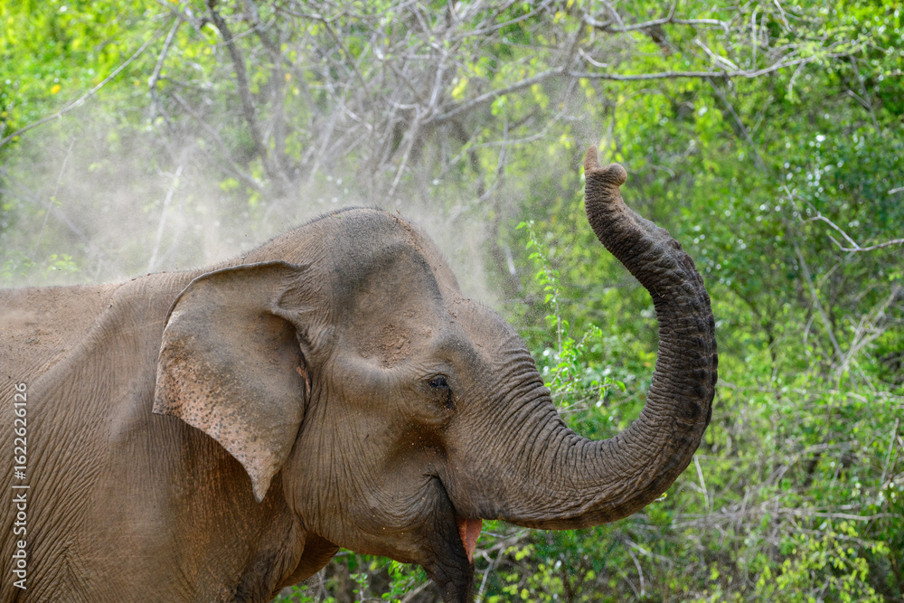 Obraz premium Elephant sand bath, spraying sand over its back with its trunk, sand flying through the air above its head