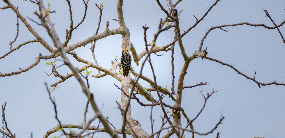Yellow-crowned woodpecker female bird perched on a tree trunk surrounded by bare branches at Yala National Park. Yellow-crowned woodpecker female bird perched on a tree trunk surrounded by bare branches at Yala National Park.