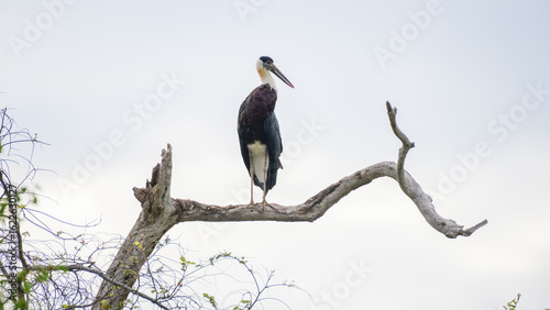 Woolly-necked stork stands on a dry tree branch at Yala National Park, Sri Lanka. The bird is perched high against bright sky background