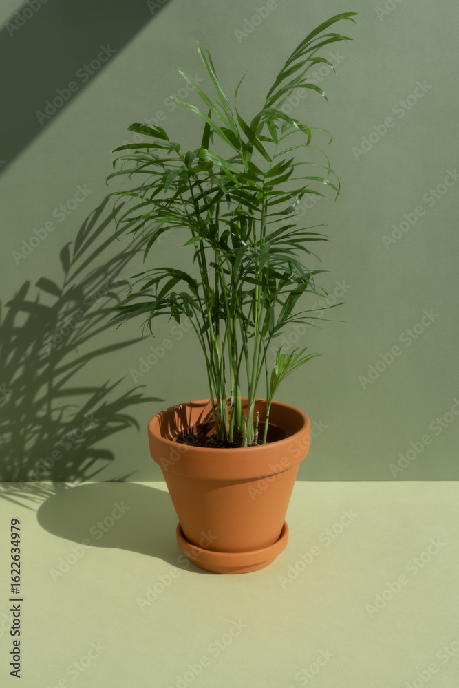Fototapeta premium Home plant hamedorea or Areca palm in a clay brown pot on a green background. Houseplants in a modern interior. The concept of minimalism.